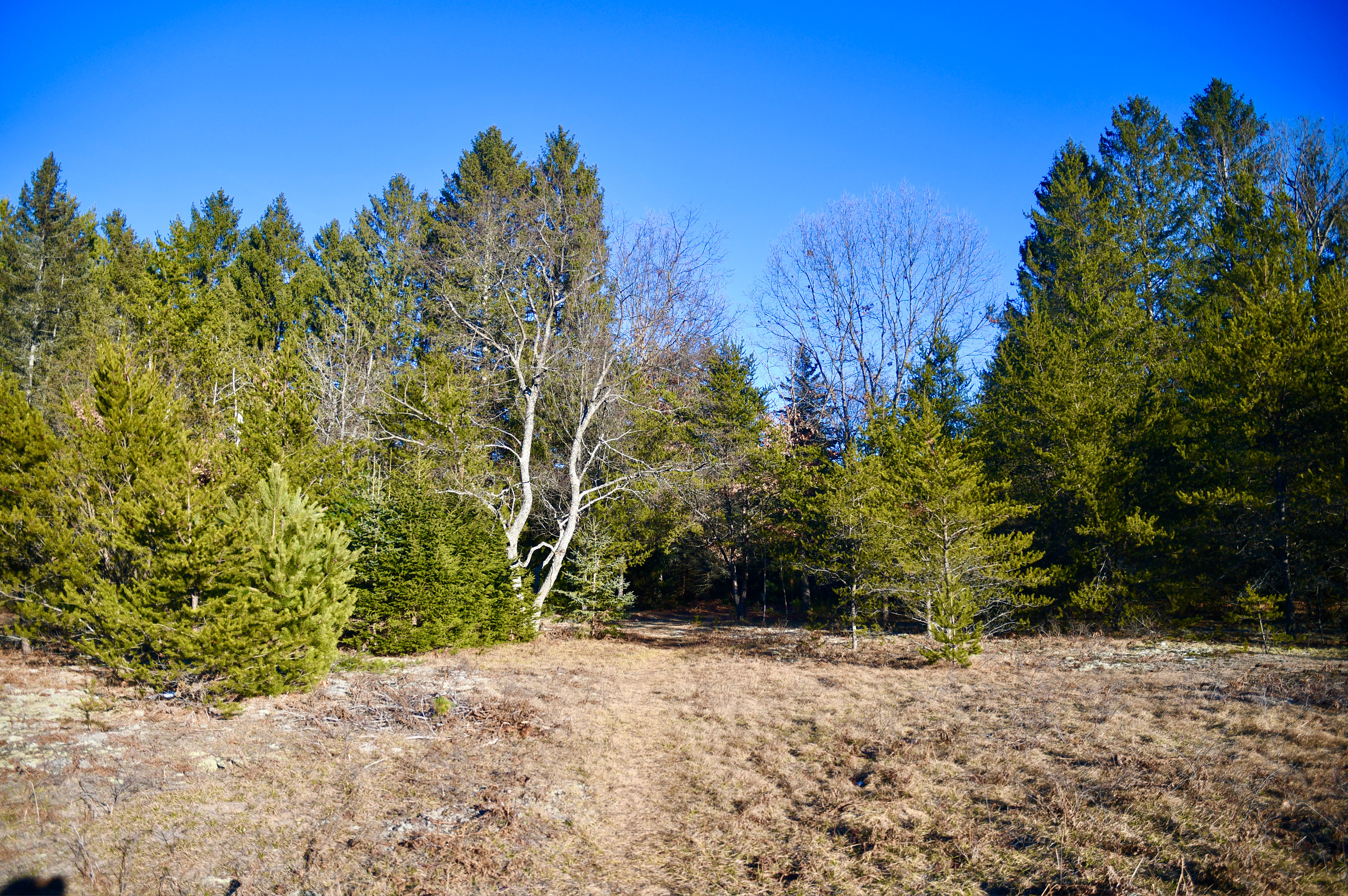 Wellston Arboretum Trail